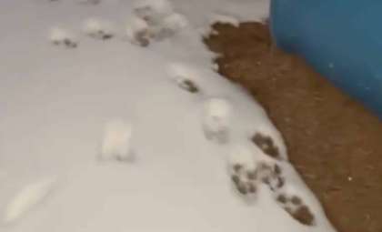 Woman Tracks Snowy Paw Prints to Rescue Stranded Mother Dog and Pups