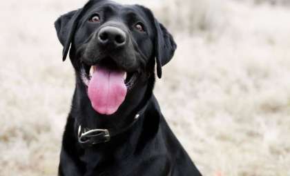 Researchers Discover That Dogs May Use Blinking to Convey Messages