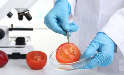From Poisonous to Palatable: The Science Behind Safe Tomatoes