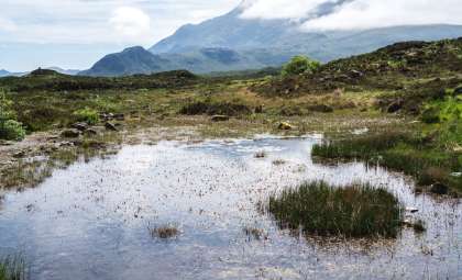 Peatlands: The Overlooked Climate Champions Beneath Our Feet