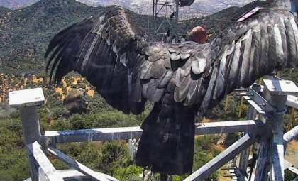 Exploring the Largest Birds Ever to Take Flight: Their Stunning Dimensions Revealed