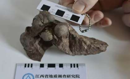 Tiny Dinosaur Egg Fossil Unearthed in China Sets New Size Record