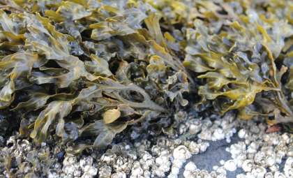 Giant 310-Mile Seaweed Clone Discovered in Baltic Sea