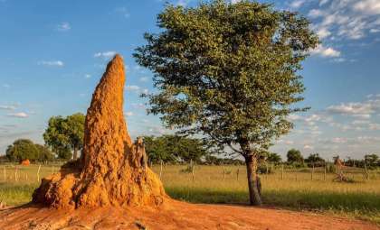 Ancient Termite Mound Network Spanning Brazil Visible from Orbit