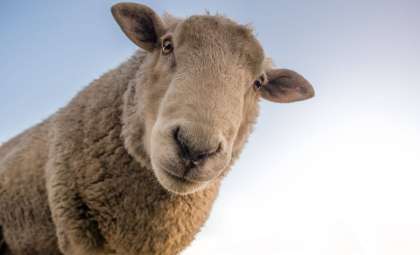Ancient Sheep May Have Played a Role in Early Plague Transmission