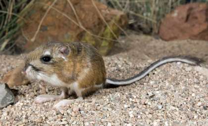 Could the Desert Rat-Kangaroo Still Survive in Australia's Outback?