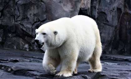 Fossil Discoveries Indicate Polar Bears Once Inhabited Ice Age Scotland