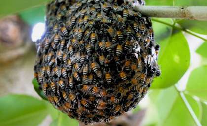 Invasive Red Dwarf Bee Colonies Discovered in Europe, Sparking Ecological Concerns