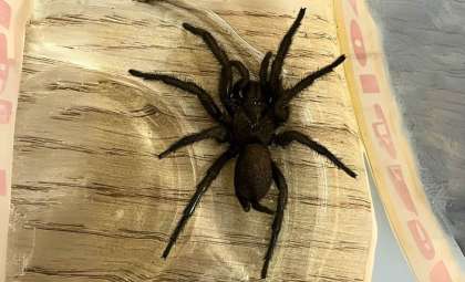 Europe’s Largest Venomous Spider Surfaces in the UK Nursery and Is Here to Stay