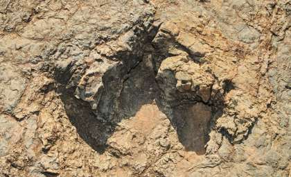 Ancient Footprints Reveal 1.5 Million-Year-Old Coexistence of Early Human Ancestors