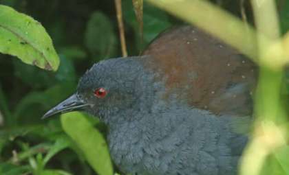 Galápagos Rail Seen Again on Floreana Island After Close to Two Centuries