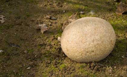 Enormous Ancient Egg Unearthed in Antarctica Might Belong to a Mosasaur