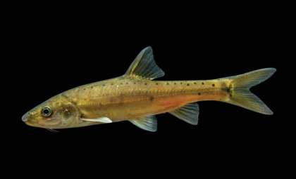 Discovery of a Golden Scaleless Cave Fish in China Unveils Live Evolutionary Shifts