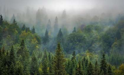 Uncovering a Hidden Ecological Domino Effect Threatening North American Forests