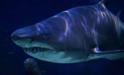 Revealing Megalodon’s True Appearance: A Sleek Ocean Titan Emerges