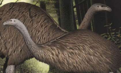 The Rapid Demise of New Zealand’s Moa: How Human Activity Ended a Giant Bird’s Era in Centuries