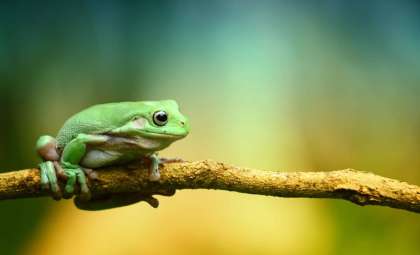 Scientists Identify Three Unique Species Among Australia’s ‘Dunny Frogs’