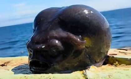 Russian Fisherman Discovers Unnerving Deep-Sea Creature Resembling Sci-Fi Horror