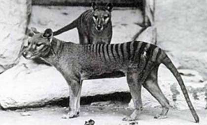 Reviving the Tasmanian Tiger: How Close Are Scientists to Resurrecting This Lost Predator?