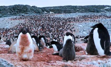 Ancient Penguin Poop Reveals 6,000 Years of Antarctic Climate History