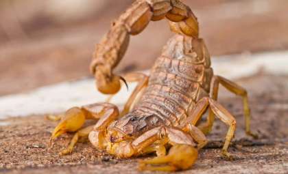 Meet Tityus Achilles: South America's Venom-Spraying Scorpion Sensation