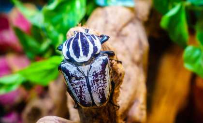 The Vanishing Giant Beetle: How Chocolate Cultivation Threatens Its Survival