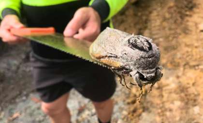 Rare Discovery: Enormous Giant Wood Moth Spotted in Queensland School Grounds