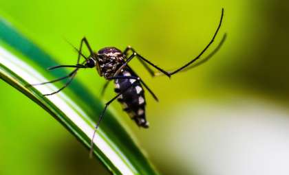 The Surprising Acoustic Abilities of Mosquitoes and Their Tech Potential