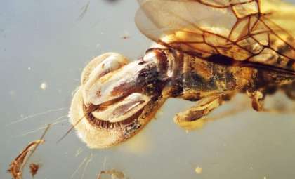 Ancient Amber Unveils Wasp with Abdomen Mimicking Venus Flytrap