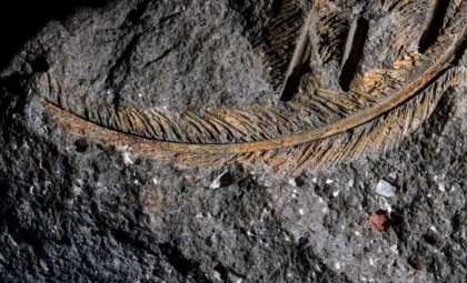Rare 30,000-Year-Old Vulture Fossil Challenges Fossilization Norms