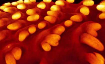 Scientists Activate Ancient Dinosaur-Like Feathers in Chicken Embryos by Toggling Key Gene