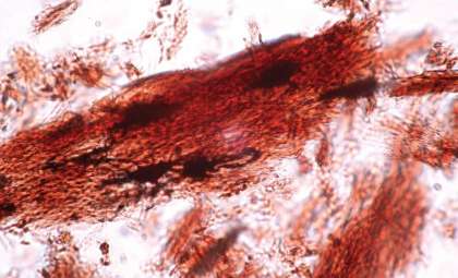 Remarkable Discovery Reveals Dinosaur Cells Intact After 68 Million Years