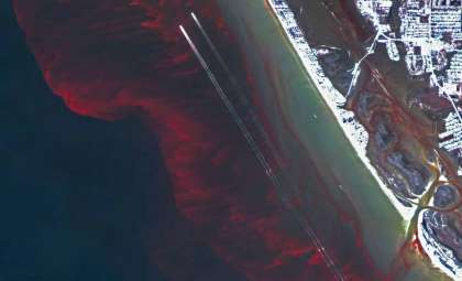 Scientists Reveal Viral Links in Red Tide Blooms Offering New Prediction Possibilities