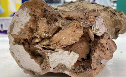Ancient Dinosaur Bones Yield Unexpected Organic Protein Evidence