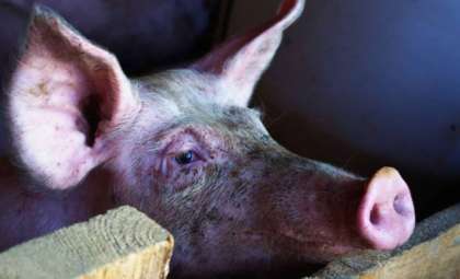 Historic Milestone: Genetically Altered Pig Liver Transplanted into Human Body Successfully