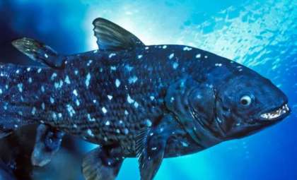 The Coelacanth: A Prehistoric Fish Once Thought Extinct That Still Roams Our Oceans
