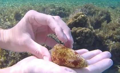 From Beautiful Shell to Deadly Threat: A Diver’s Close Call with a Venomous Snail