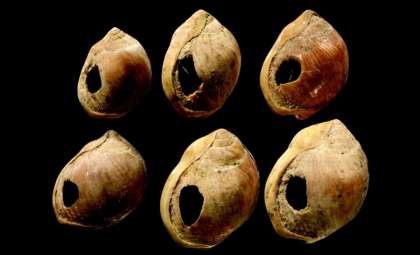 Did Language Originate 135,000 Years Ago and Shape Humanity?