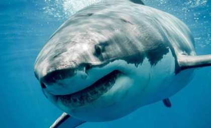 Record-Breaking Atlantic Great White Shark Tagged Off Florida Shores