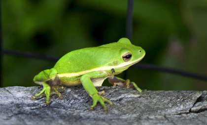 After 130 Years, The Mysterious Alsodes Vittatus Frog Emerges Again in Chilean Forests
