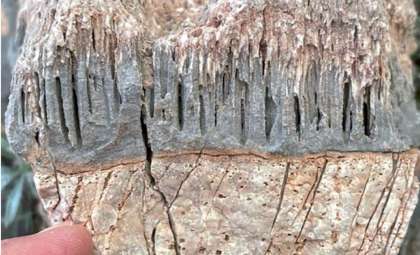 Ancient Microbial Tunnels Unearthed in Desert Rocks Reveal Life’s Deep Past