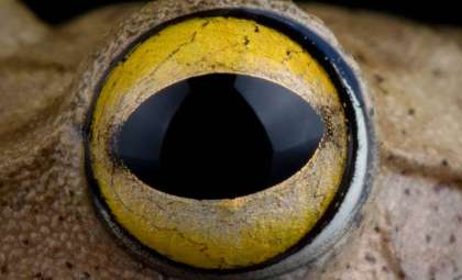 Rediscovery of a Long-Lost Chilean Frog Species After More Than a Century