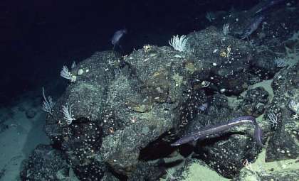 NASA’s New Satellite Unveils the Ocean Floor in Unprecedented Detail