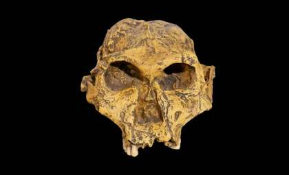 New Fossils Rewrite the Story of Paranthropus robustus Locomotion and Lifestyle