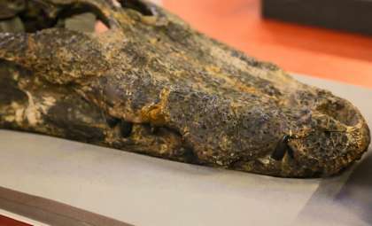 Unexpected Find: Europe's Last Crocodilian Existed a Million Years Longer Than Believed