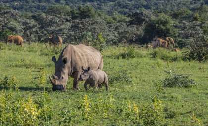 Javan Rhinoceros Reclassified with Distinct Scientific Genus