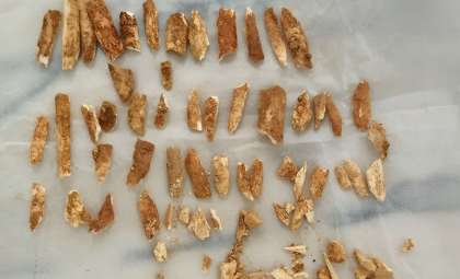 Rewriting History: The Lapedo Child Reshapes Our Understanding of Neanderthal Survival