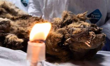 Remarkable Discovery of a 44,000-Year-Old Pleistocene Wolf Frozen in Siberia