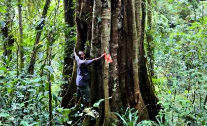 Newly Identified 3,000-Year-Old Tree Species Discovered in Tanzania’s Udzungwa Forests