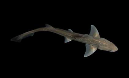 Unexpected Shark Sounds: New Zealand Rig Sharks Emit Loud Clicks